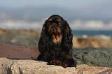KING CHARLES SPANIEL 046
